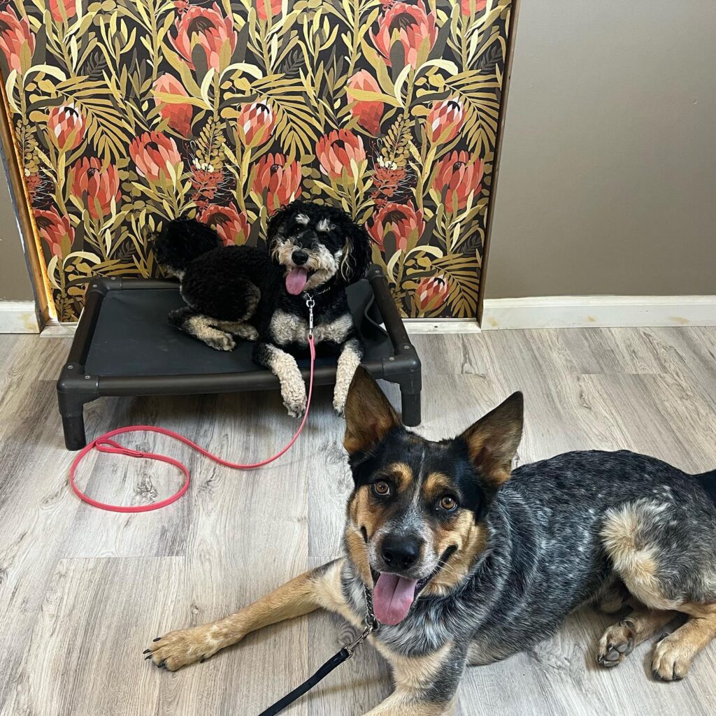 Two dogs training together