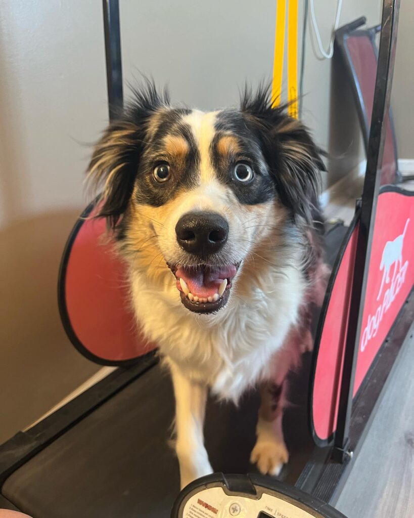 Dog on Treadmill